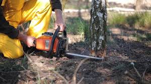 Best Firewood Processing and Delivery  in Algona, WA