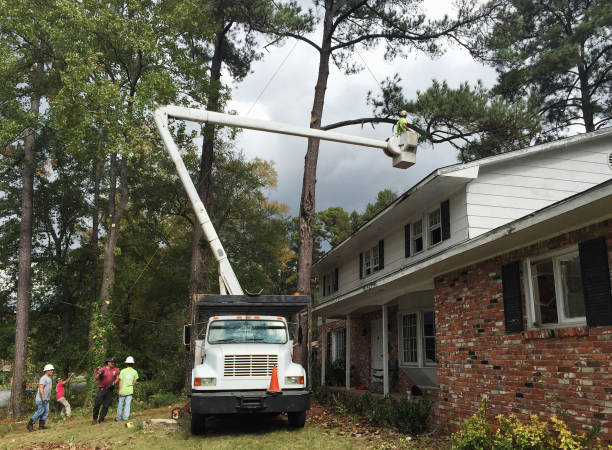 Best Fruit Tree Pruning  in Algona, WA
