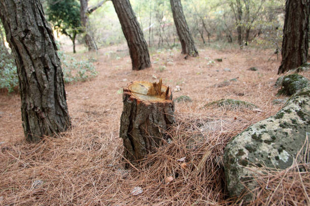 Best Tree Cabling and Bracing  in Algona, WA