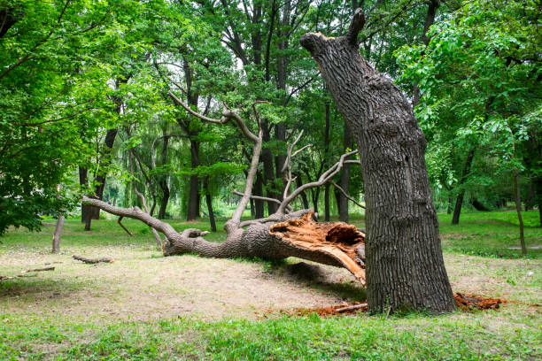 Best Tree Maintenance Programs  in Algona, WA
