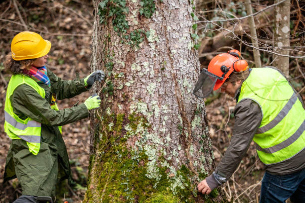 Best Tree Disease Treatment  in Algona, WA