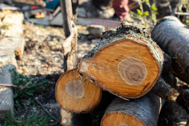 Best Stump Grinding and Removal  in Algona, WA