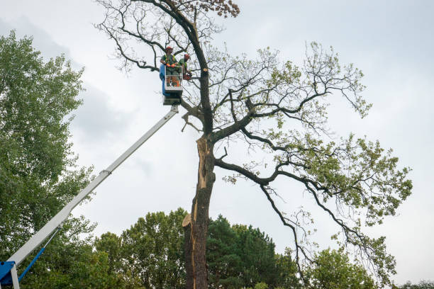 Best Tree Trimming and Pruning  in Algona, WA
