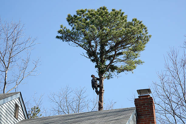 Best Tree Health Inspection  in Algona, WA