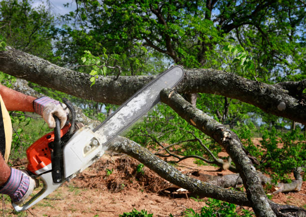 How Our Tree Care Process Works  in  Algona, WA